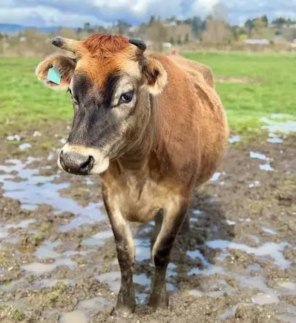 Jersey Cow Meat: Are Jersey Cows Good for Beef?