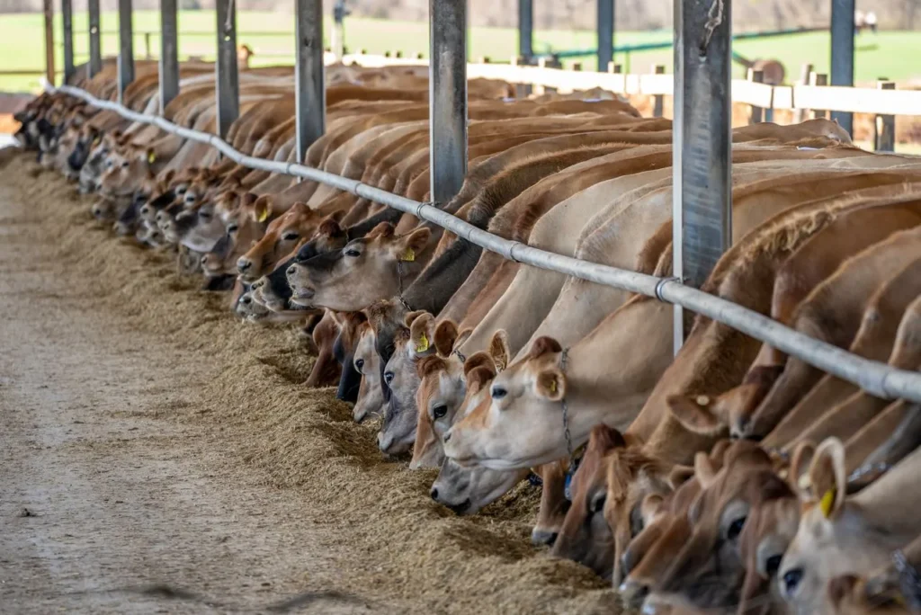 Jersey Cow Milk 9 Incredible Benefits You Should Know