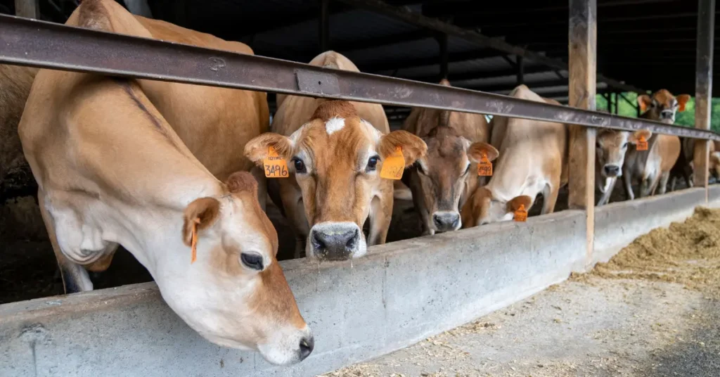 Jersey Cow Milk 9 Incredible Benefits You Should Know