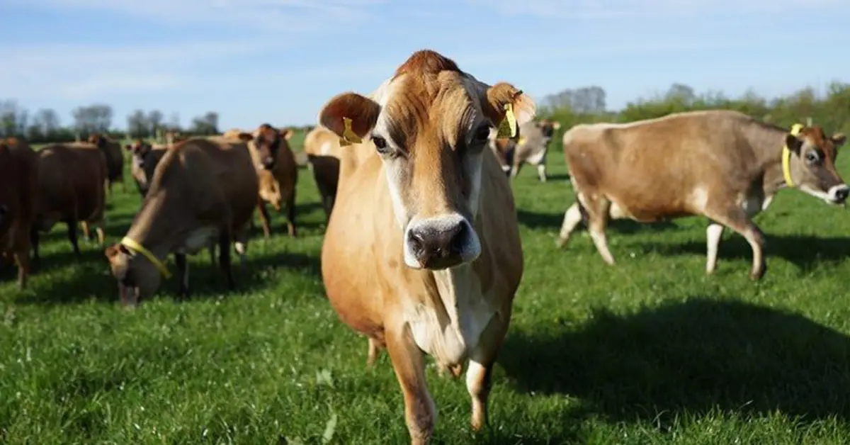 Jersey Cow Milk Per Day: 7 Amazing Yield Secrets