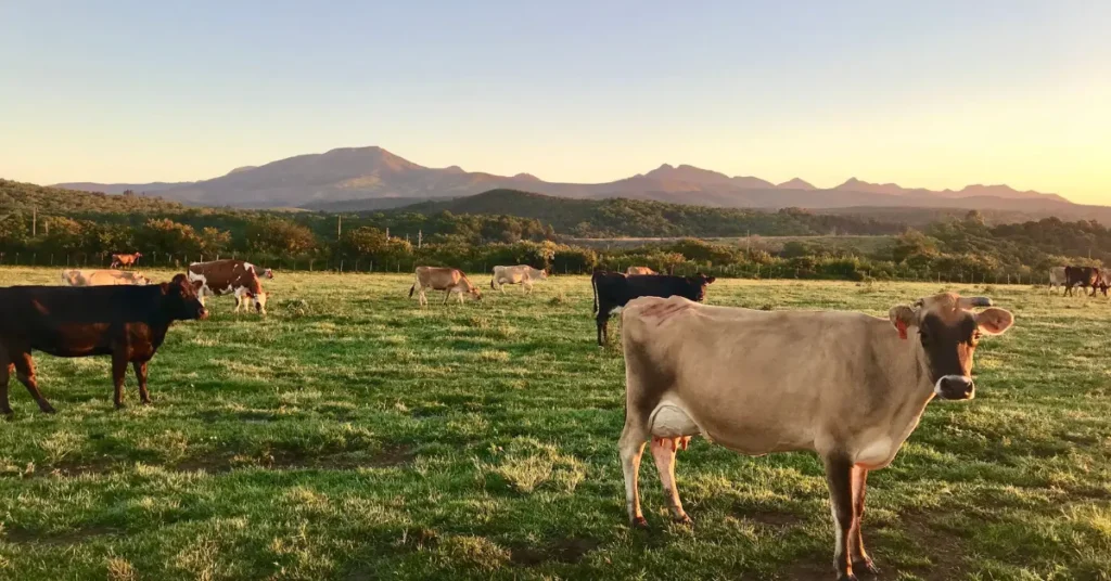 Jersey Cow Origin: 7 Amazing Secrets You Must Know