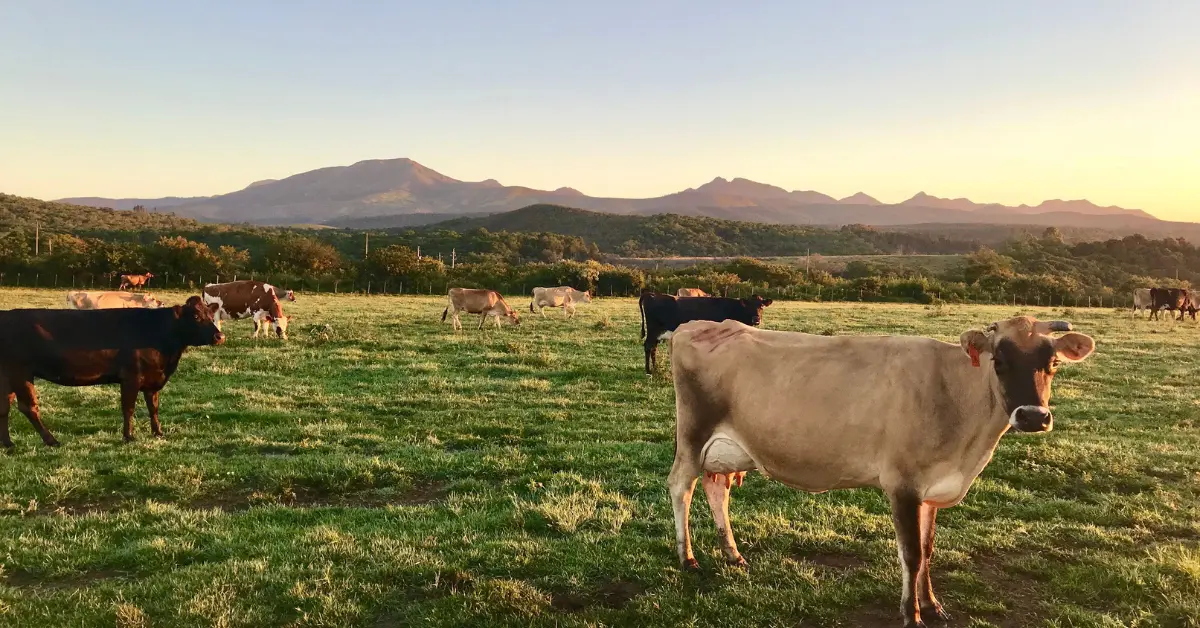 Jersey Cow Origin: 7 Amazing Secrets You Must Know