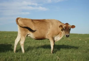 Jersey Cow Size 7 Amazing Facts About Height and Weight