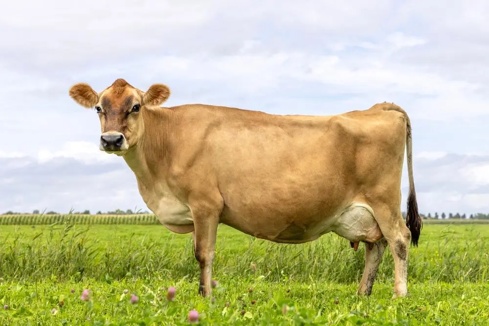 Jersey Cow Size 7 Amazing Facts About Height and Weight