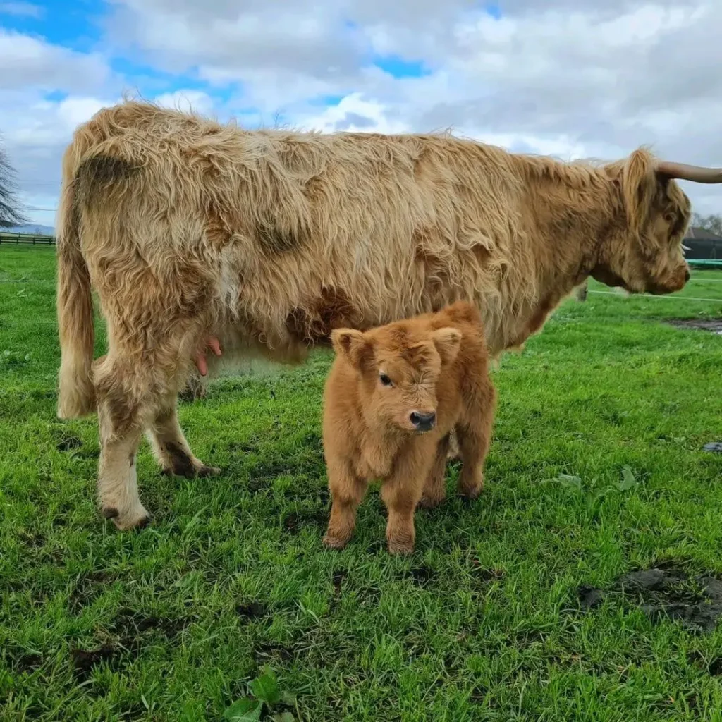 Mini Highland Cow Size and Weight Chart: 7 Amazing Secrets