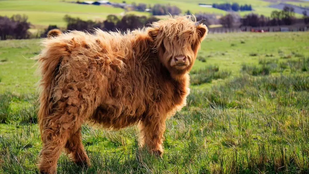 Mini Highland Cow Size and Weight Chart: 7 Amazing Secrets