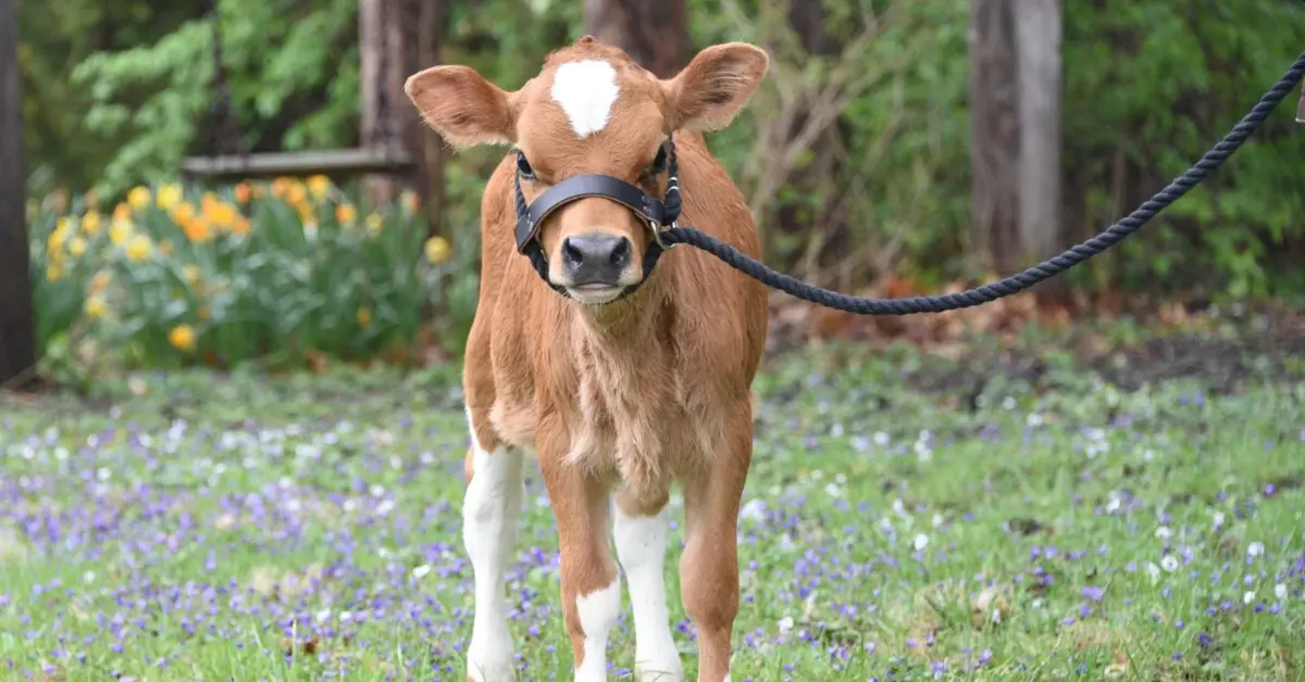 Mini Jersey Cow: 10 Amazing Facts Every Owner Should Know