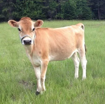 Mini Jersey Cow: 10 Amazing Facts Every Owner Should Know