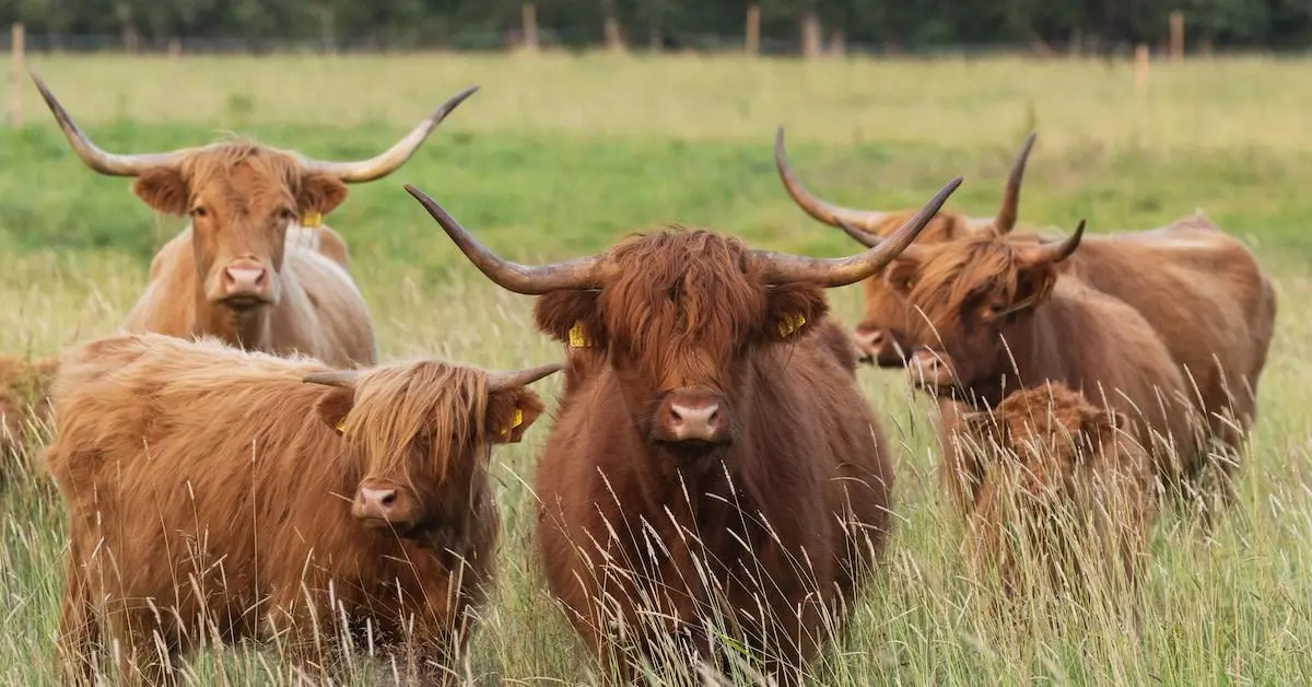What problems do Highland cow horns cause?