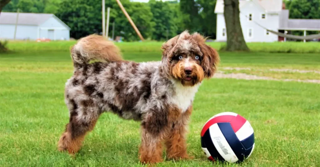 Why Is My Aussiedoodle So Hyper? 7 Common Reasons