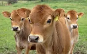 jersey cow 15 facts