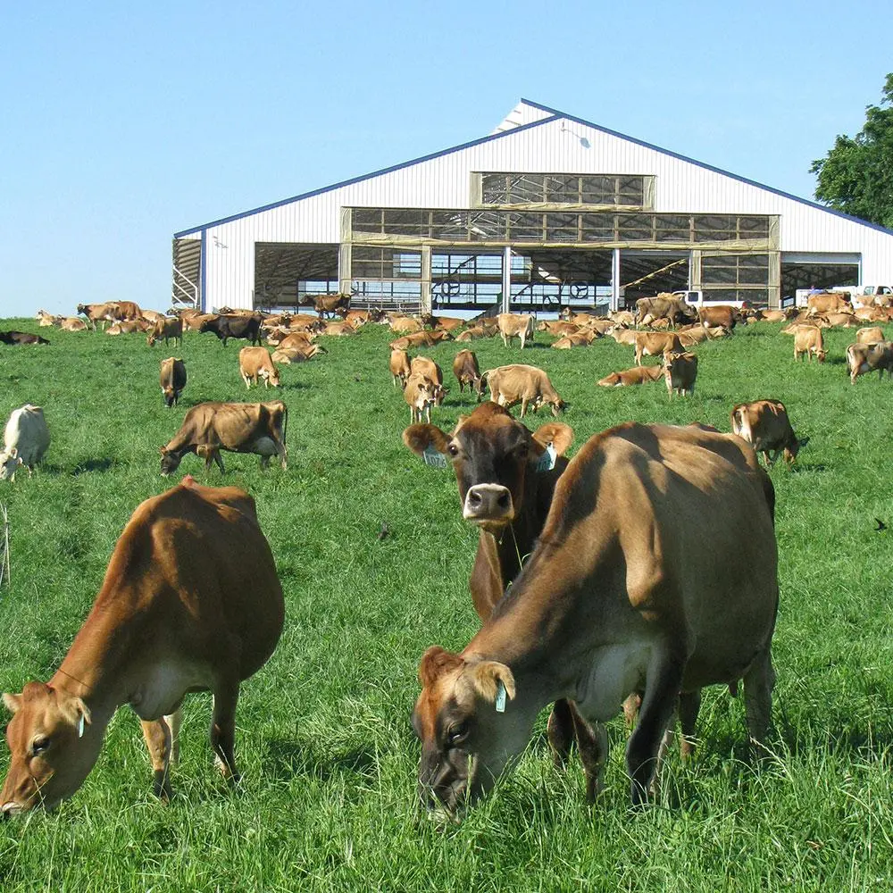 Jersey Cow Lifespan: 7 Amazing Secrets to Longer Life