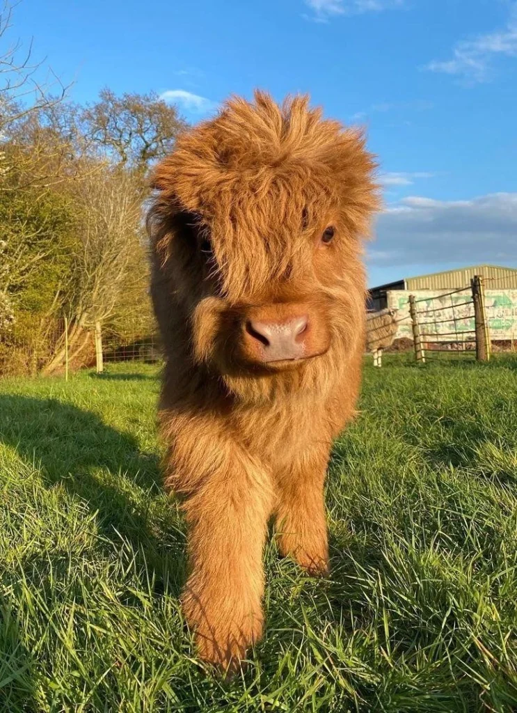 Are Mini Highland Cows Good Pets