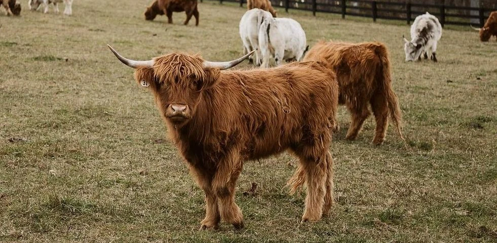 Are Mini Highland Cows Good Pets