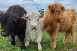 Are Mini Highland Cows Good Pets
