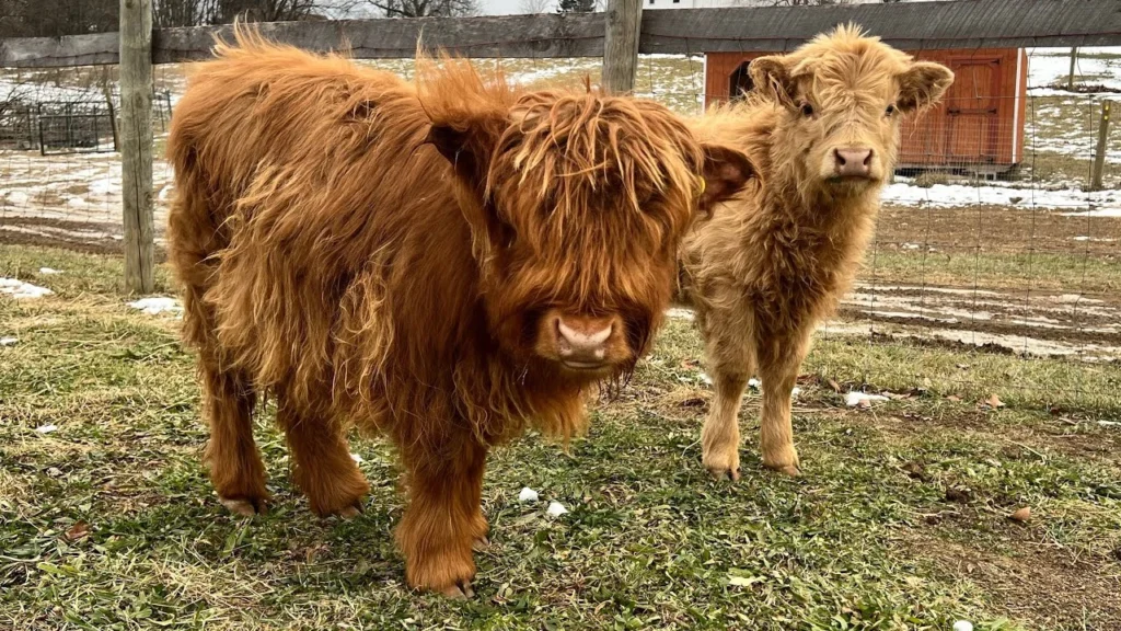 Are Mini Highland Cows Naturally Small?