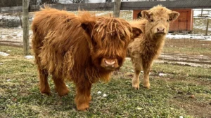 Are Mini Highland Cows Naturally Small?