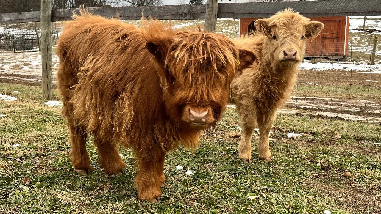 Are Mini Highland Cows Naturally Small?