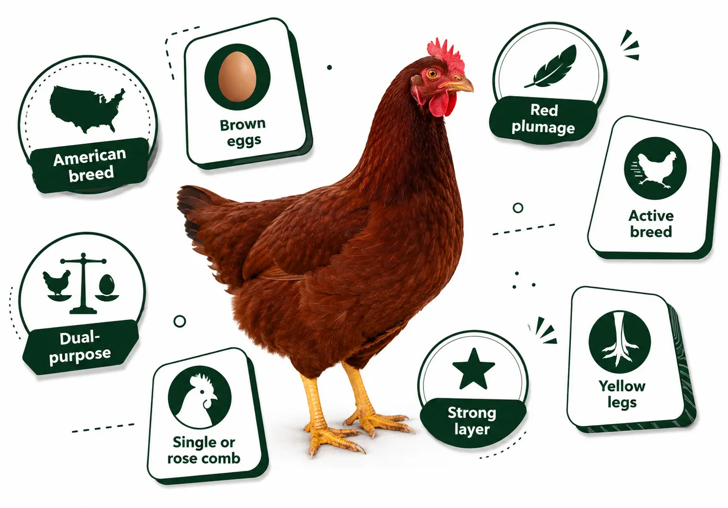 Are Rhode Island Reds Good for Backyard Flocks