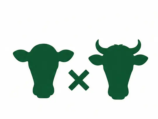 Crossbreeding angus cow icon img