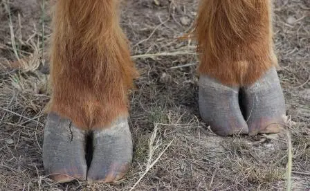 Highland Cows Need Hoof Trimming