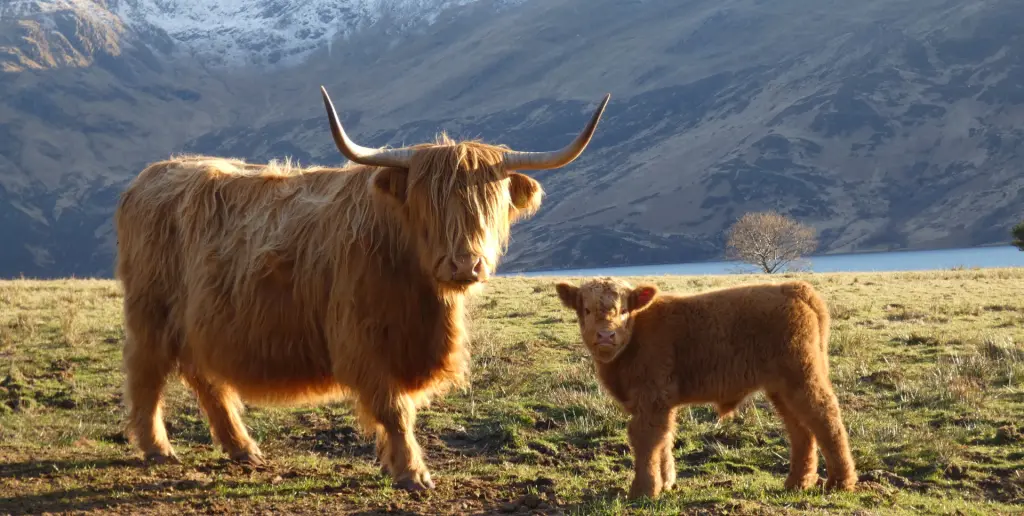 Highland Cows Need Hoof Trimming