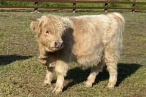 How Fast Do Highland Cow Calves Grow?