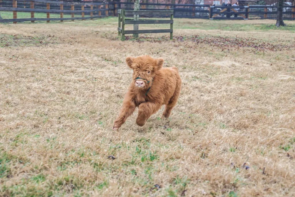 How to Care for a Newborn Highland Cow Calf?