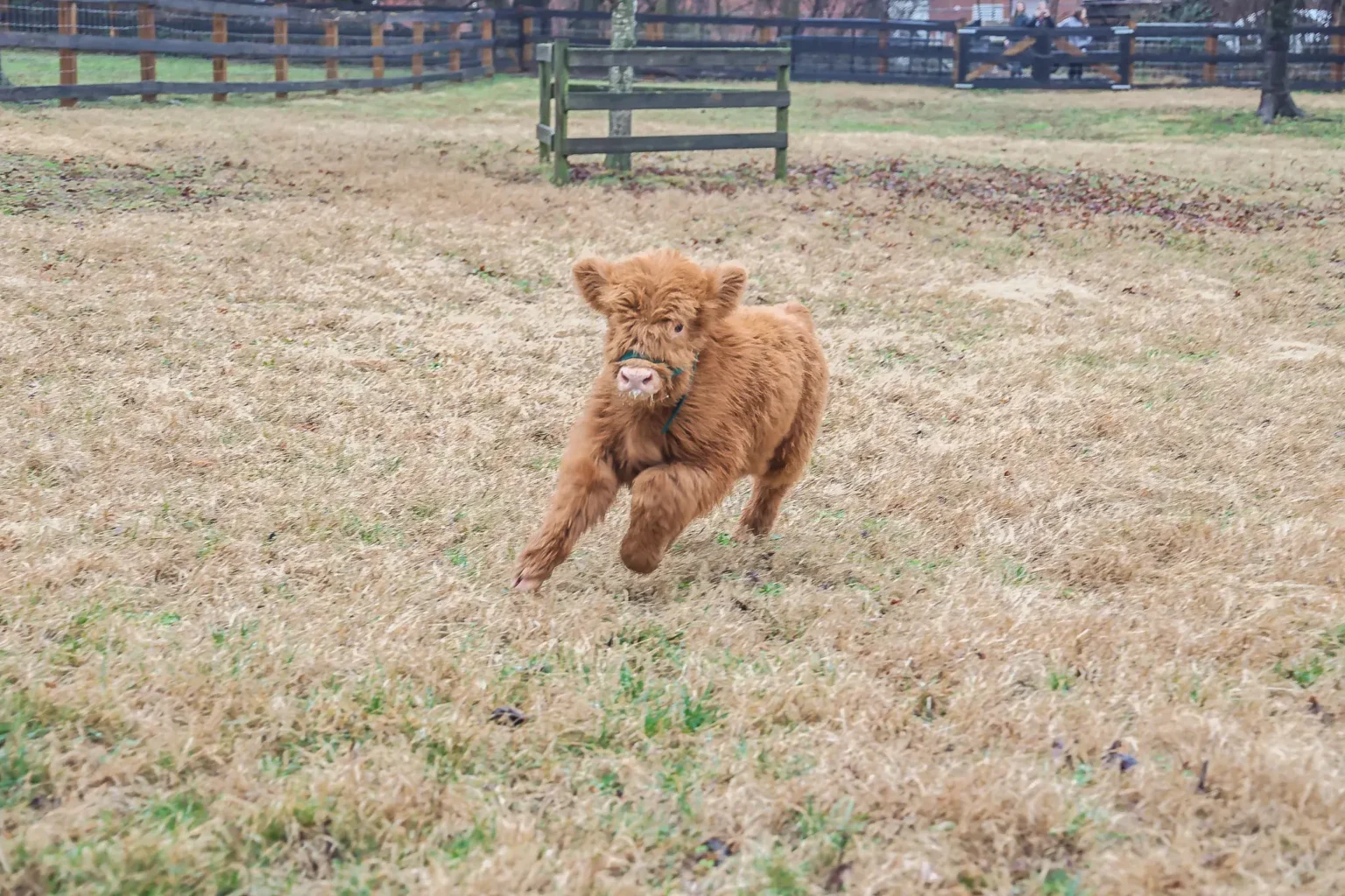 How to Care for a Newborn Highland Cow Calf?