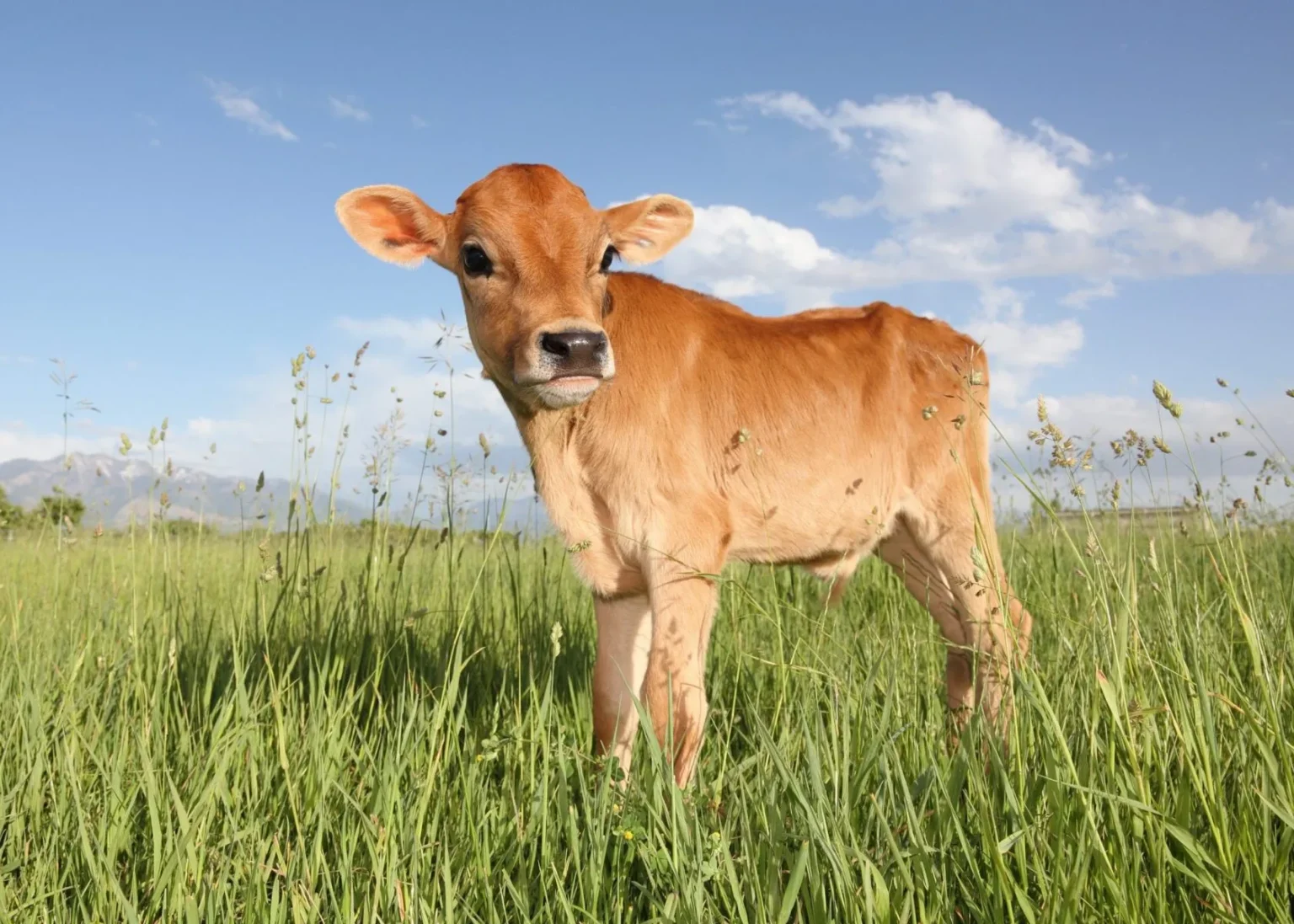 Jersey Cow Calf Growth Feeding and Care Guide