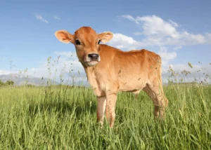 Jersey Cow Calf Growth Feeding and Care Guide