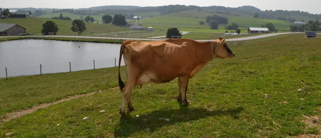 Jersey Cow Horns: 7 Amazing Facts You Must Know