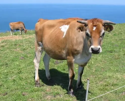 Jersey Cow Horns: 7 Amazing Facts You Must Know
