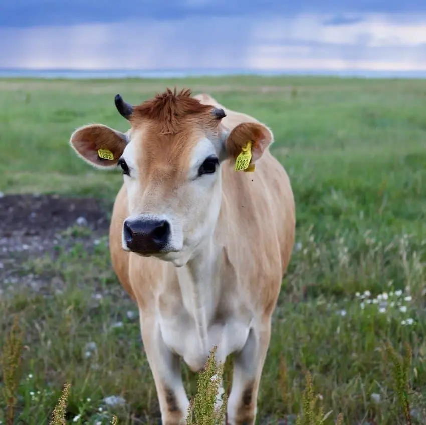 Jersey Cow Light fawn or cream color