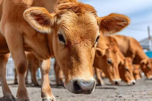 Jersey Cow Price: 7 Amazing Money-Saving Facts