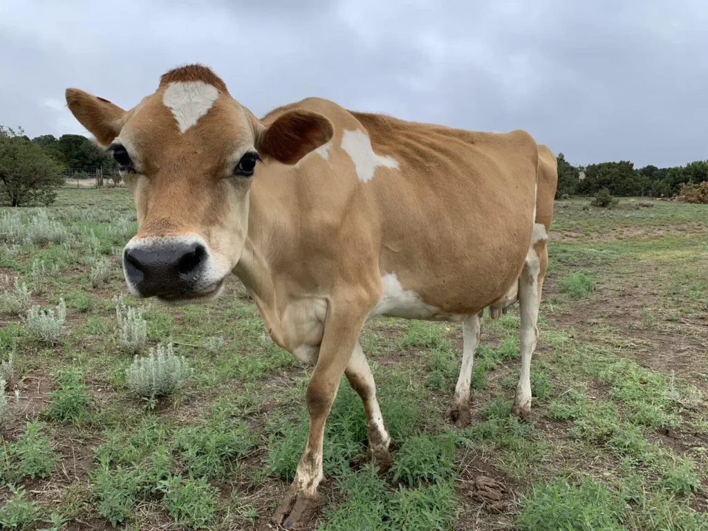 Jersey cow Golden fawn or light brown color