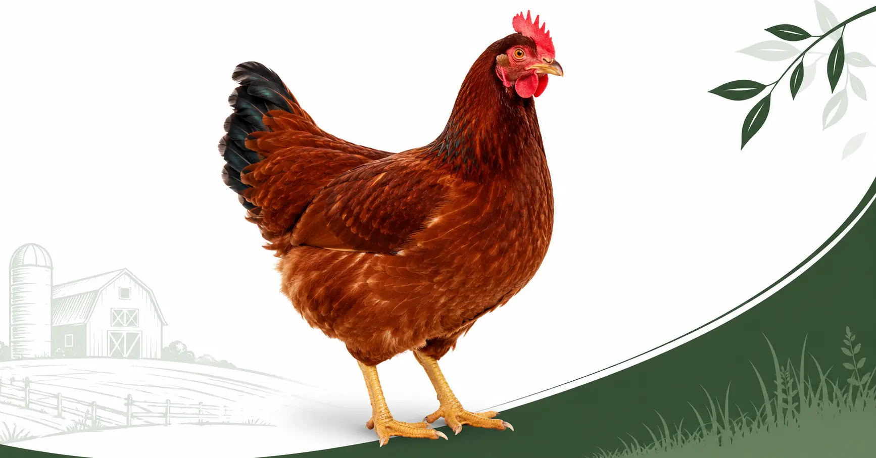 Rhode Island Red 14 Amazing Facts Eggs Size Care