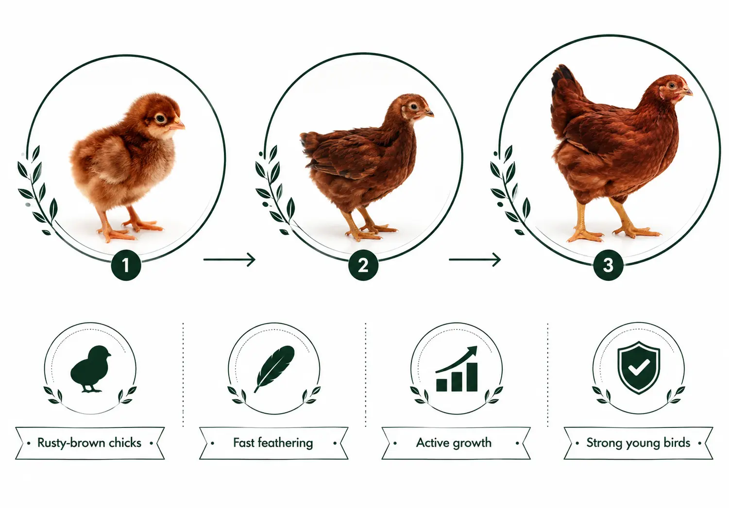 Rhode Island Red Chicks and Growth