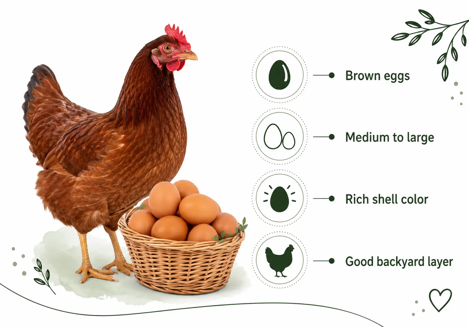 Rhode Island Red Egg Color