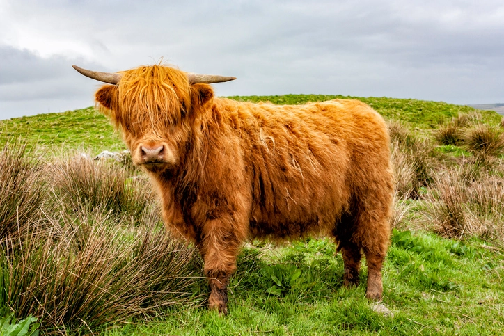 When Do Highland Cows Start Breeding 7 Important Facts
