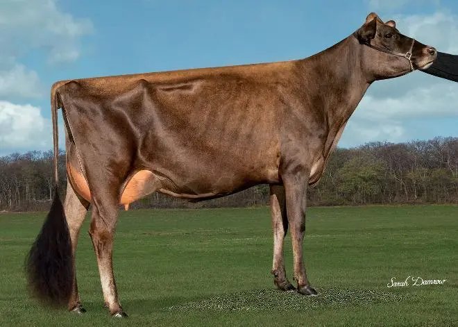 jersey cow Dark brown ya chocolate color