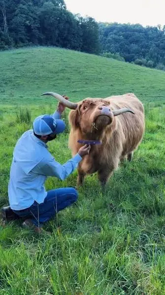 Can You Brush a Highland Cow