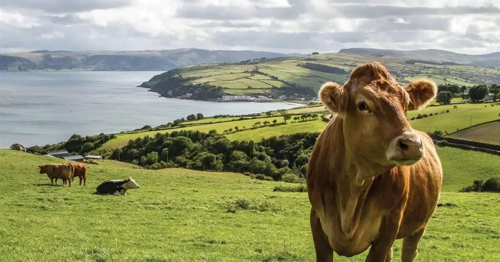 History of the Jersey Cow Amazing Facts Revealed