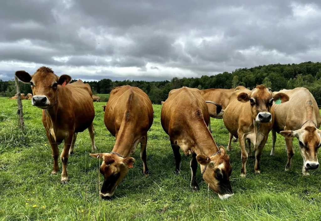 How Did Jersey Cows Develop as a Dairy Breed