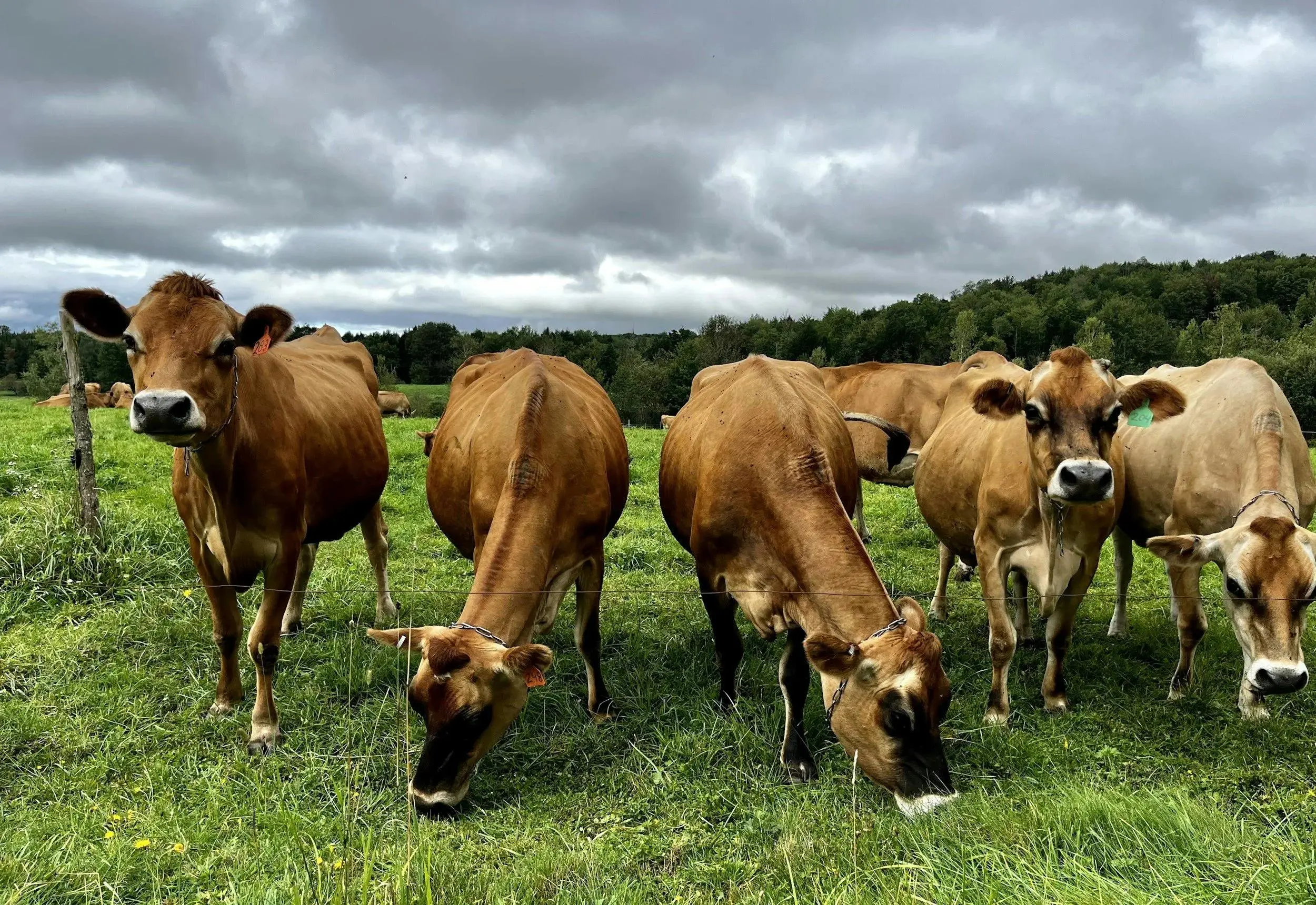 How Did Jersey Cows Develop as a Dairy Breed