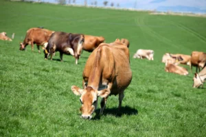 How Much Is a Jersey Cow? Price Guide and Ownership Costs