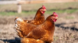 Rhode Island Red Hen 7 Amazing Facts and Care Guide