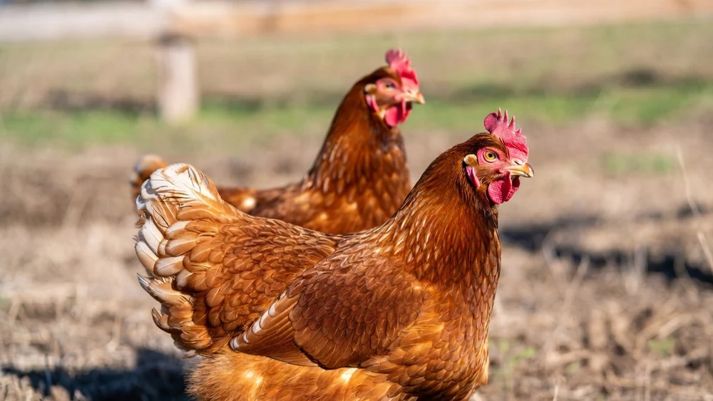 Rhode Island Red Hen: 7 Amazing Facts & Care Guide