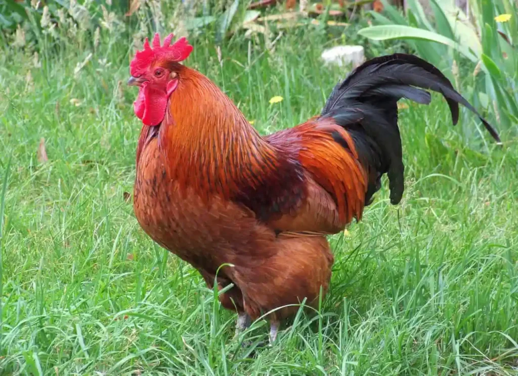 Rhode Island Red Rooster: 7 Ultimate Facts & Care Tips