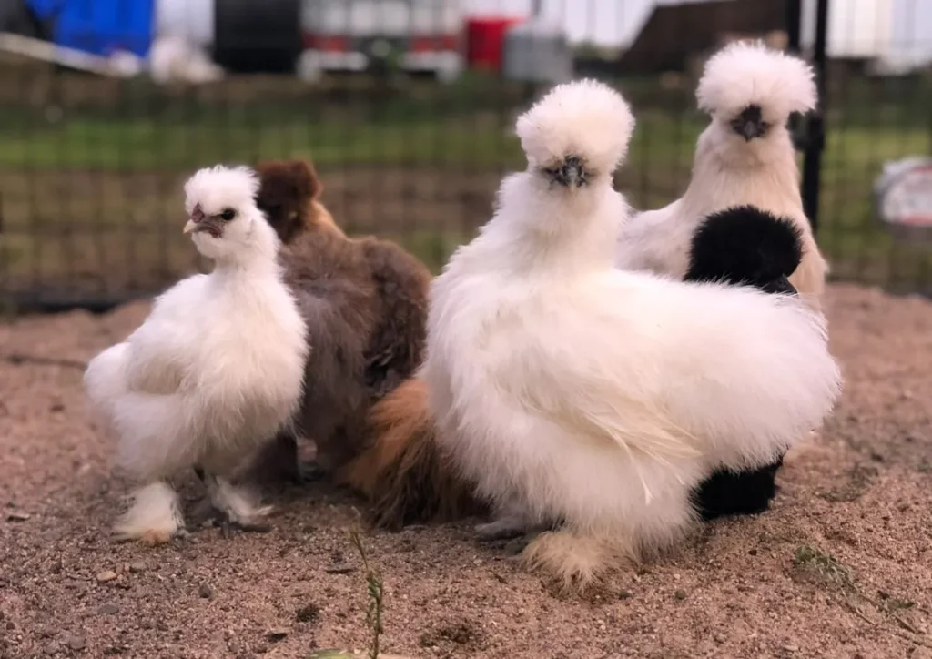 Silkie Chicken History and Origin: The Story Behind This Breed